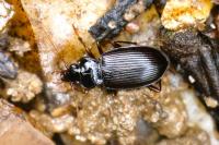 Nebria