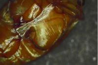 Laccophilus