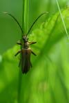 Stenocorus meridianus