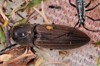 Agriotes lineatus