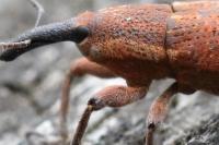 Lixus punctiventris