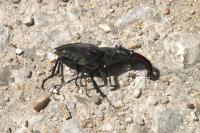 Lucanus cervus