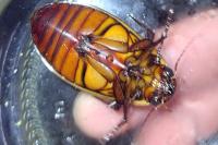 Dytiscus dimidiatus