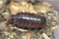 Hyloniscus riparius