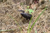 Procambarus clarkii
