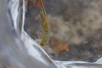 Chirocephalus diaphanus