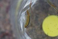 Chirocephalus diaphanus