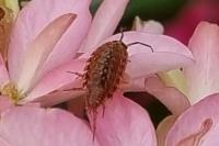 Philoscia muscorum