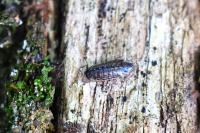 Philoscia muscorum