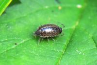Philoscia muscorum