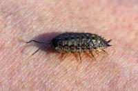 Porcellio spinicornis