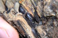 Oniscus asellus