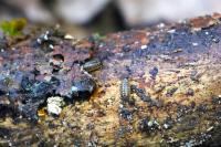 Philoscia muscorum