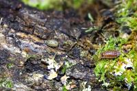 Philoscia muscorum