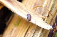 Trachelipus rathkii