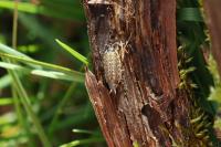 Philoscia muscorum