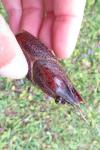 Procambarus clarkii