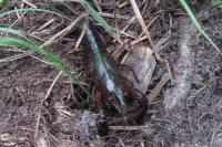 Procambarus clarkii