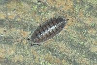 Porcellio scaber
