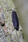 Porcellio scaber