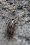 Philoscia muscorum
