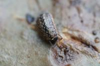 Philoscia muscorum