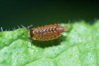 Philoscia muscorum