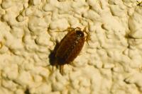 Philoscia muscorum