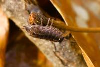 Philoscia muscorum