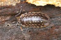 Oniscus asellus