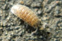 Oniscus asellus