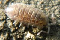 Porcellio scaber