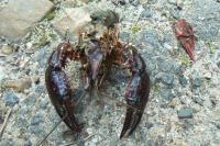 Procambarus clarkii