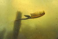 Chirocephalus diaphanus