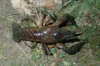 Faxonius limosus
