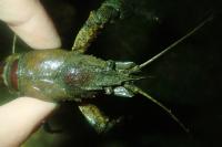Faxonius limosus