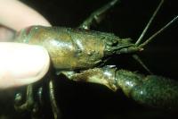 Faxonius limosus
