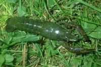 Procambarus clarkii
