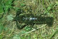 Faxonius limosus