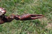 Procambarus clarkii