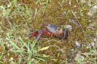 Procambarus clarkii