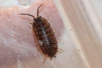 Trachelipus rathkii