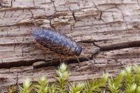 Philoscia muscorum