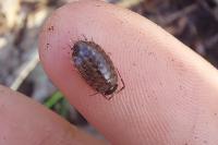 Philoscia muscorum