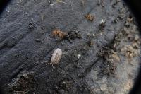 Armadillidium vulgare