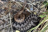 Vipera aspis