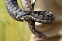 Vipera aspis