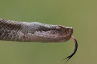 Vipera aspis