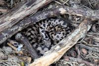Vipera aspis