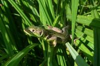Lacerta bilineata